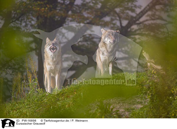 Eurasischer Grauwolf / eurasian greywolf / PW-16898
