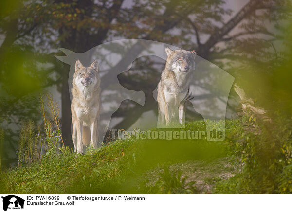 Eurasischer Grauwolf / eurasian greywolf / PW-16899