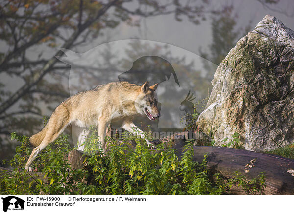 Eurasischer Grauwolf / PW-16900