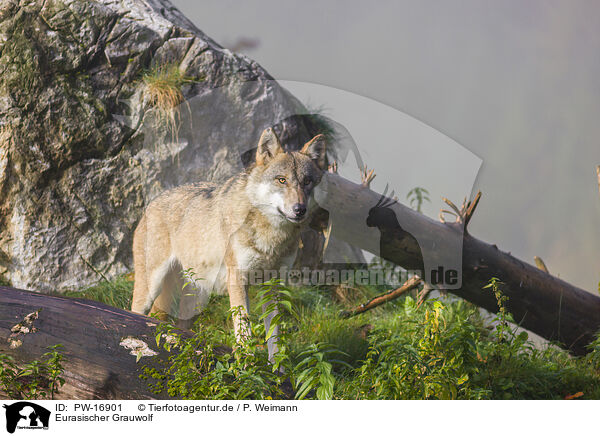Eurasischer Grauwolf / PW-16901