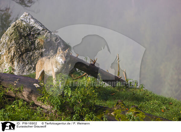 Eurasischer Grauwolf / PW-16902