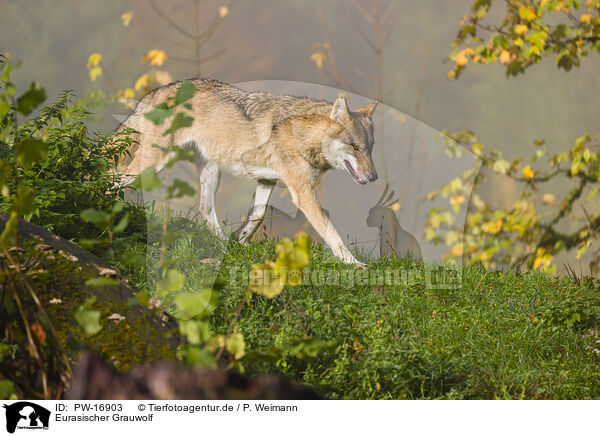 Eurasischer Grauwolf / PW-16903