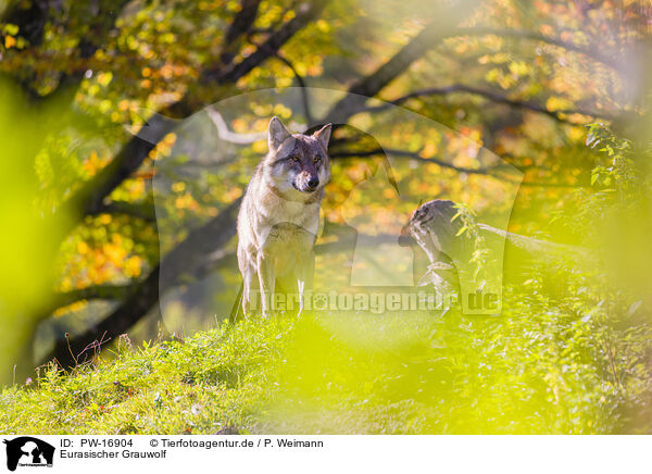 Eurasischer Grauwolf / eurasian greywolf / PW-16904