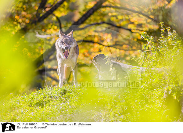 Eurasischer Grauwolf / PW-16905