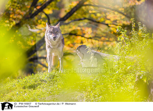 Eurasischer Grauwolf / PW-16907