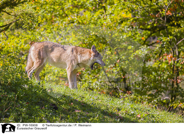 Eurasischer Grauwolf / PW-16908