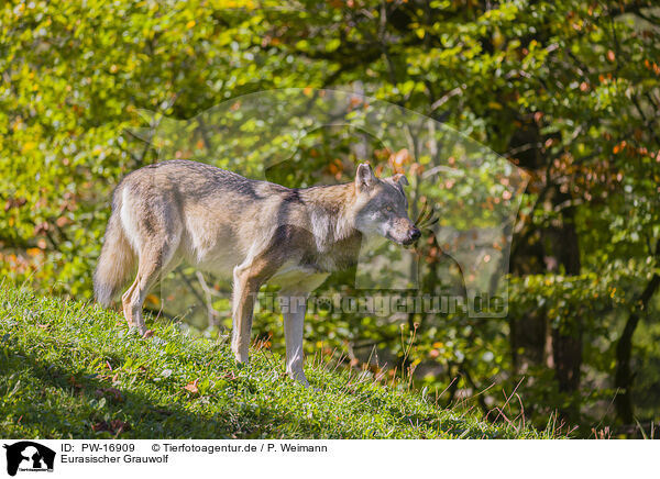 Eurasischer Grauwolf / PW-16909