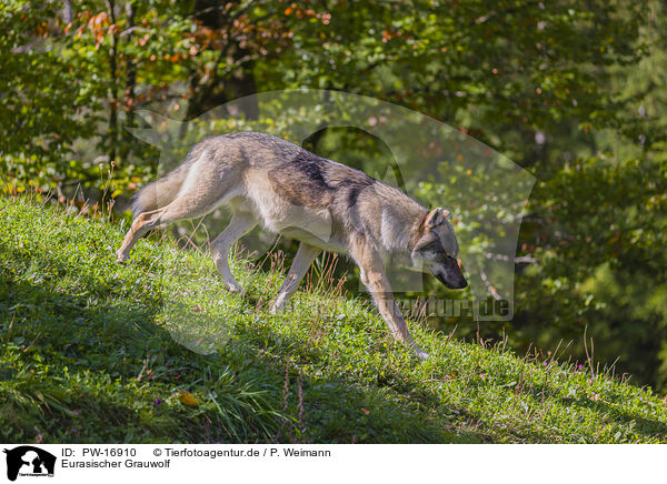Eurasischer Grauwolf / PW-16910