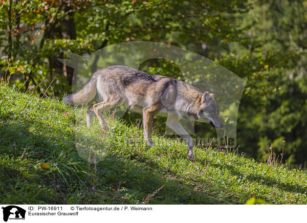 Eurasischer Grauwolf / eurasian greywolf / PW-16911