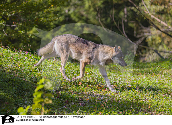 Eurasischer Grauwolf / PW-16912