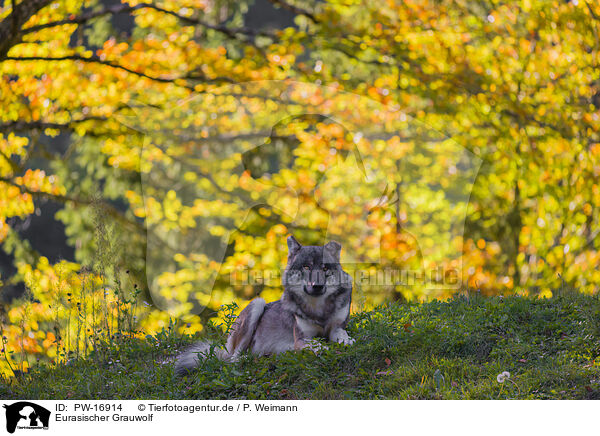 Eurasischer Grauwolf / PW-16914