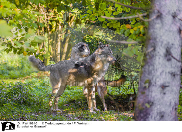 Eurasischer Grauwolf / PW-16916