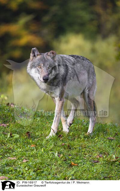 Eurasischer Grauwolf / PW-16917