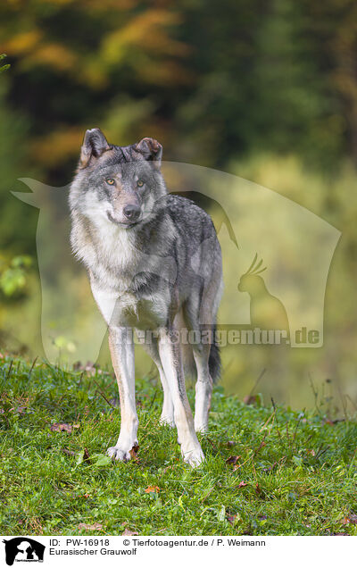 Eurasischer Grauwolf / PW-16918