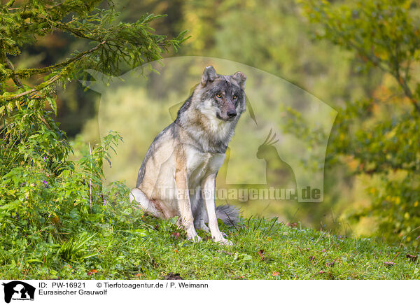 Eurasischer Grauwolf / eurasian greywolf / PW-16921