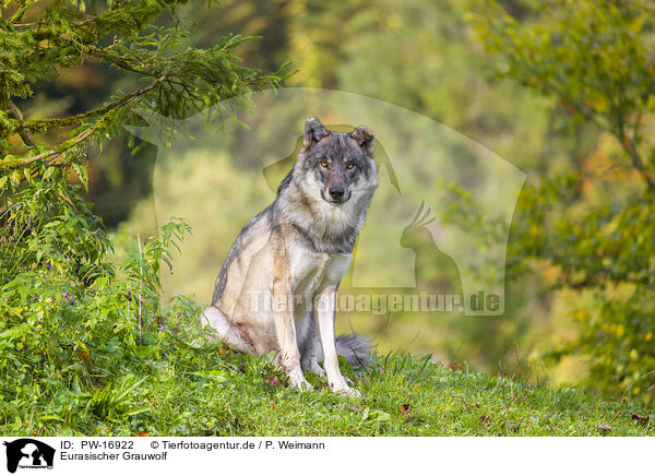 Eurasischer Grauwolf / PW-16922