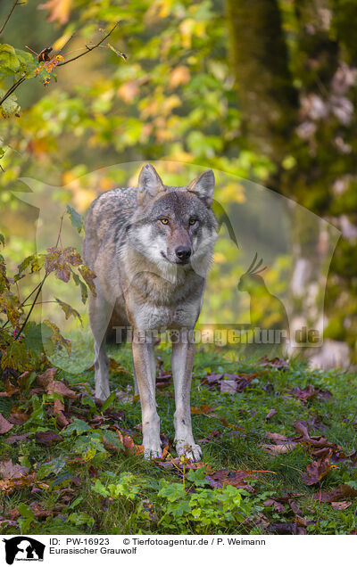 Eurasischer Grauwolf / eurasian greywolf / PW-16923