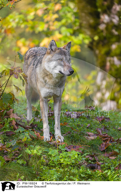 Eurasischer Grauwolf / PW-16924