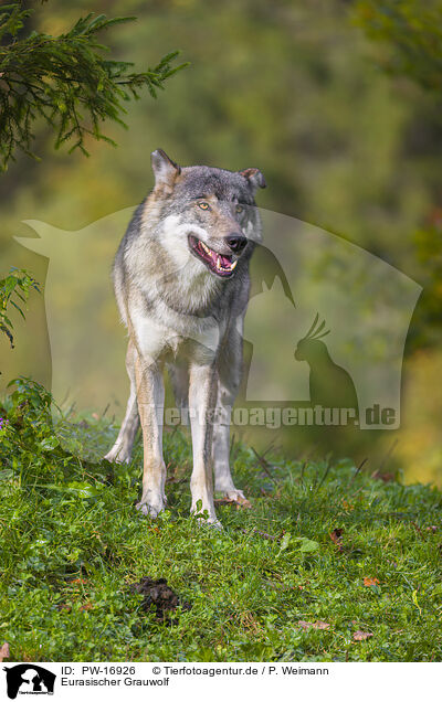 Eurasischer Grauwolf / PW-16926