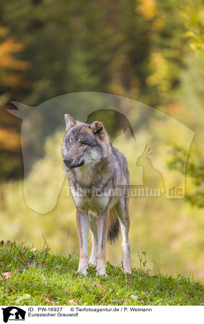 Eurasischer Grauwolf / PW-16927