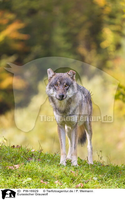 Eurasischer Grauwolf / PW-16929