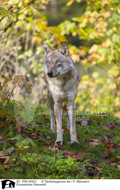 Eurasischer Grauwolf / PW-16931