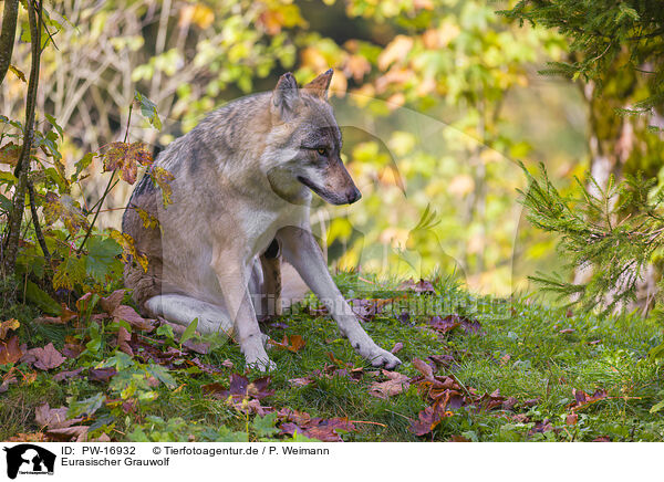 Eurasischer Grauwolf / PW-16932