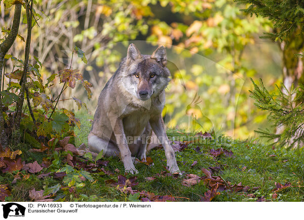 Eurasischer Grauwolf / PW-16933