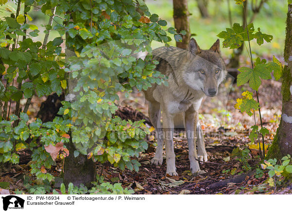 Eurasischer Grauwolf / PW-16934