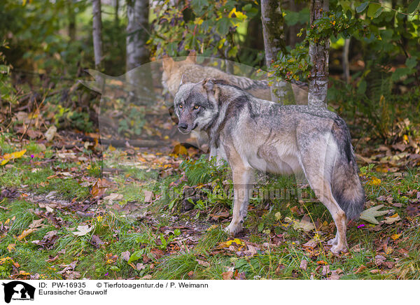 Eurasischer Grauwolf / PW-16935