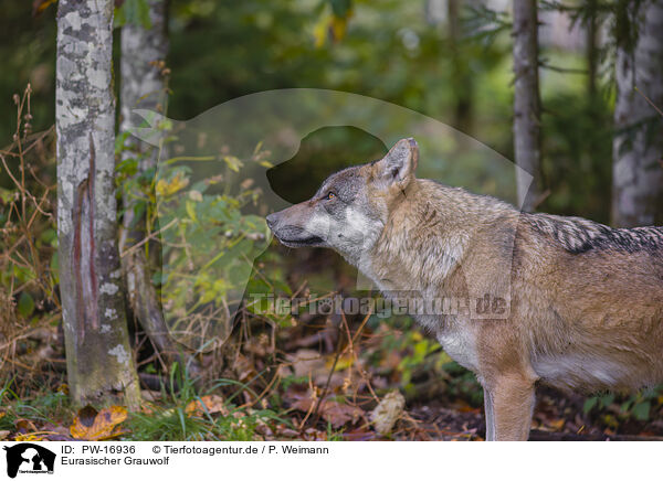 Eurasischer Grauwolf / PW-16936