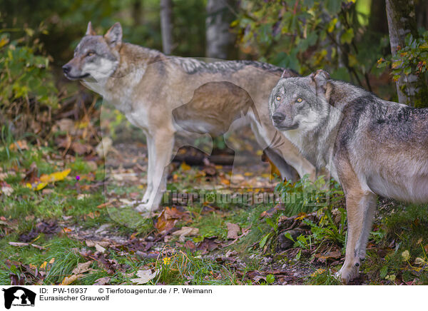 Eurasischer Grauwolf / PW-16937