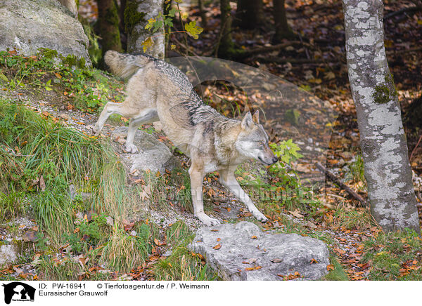 Eurasischer Grauwolf / PW-16941