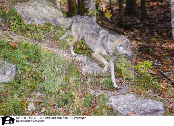 Eurasischer Grauwolf / PW-16942