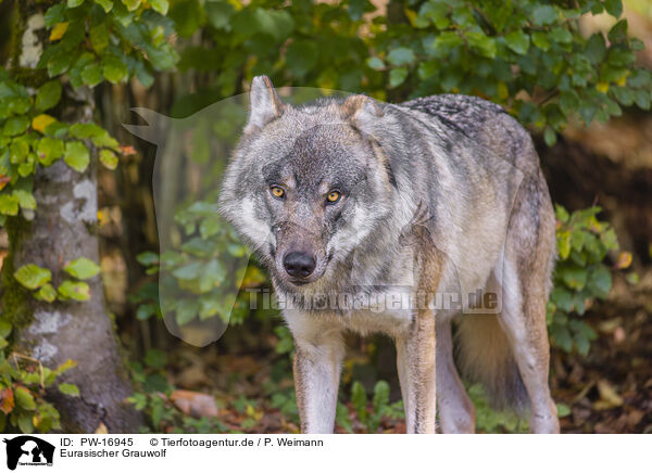 Eurasischer Grauwolf / eurasian greywolf / PW-16945