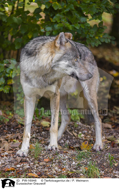 Eurasischer Grauwolf / PW-16946