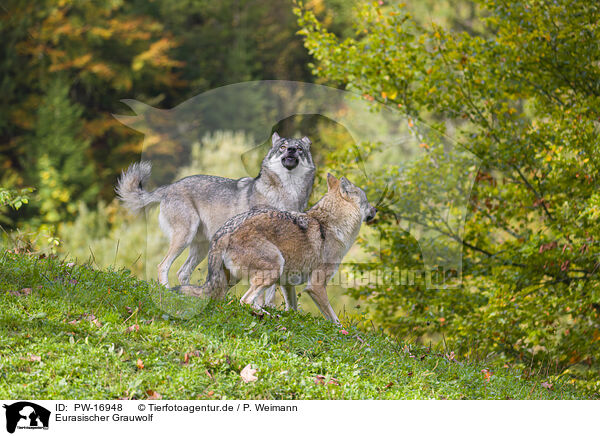 Eurasischer Grauwolf / eurasian greywolf / PW-16948