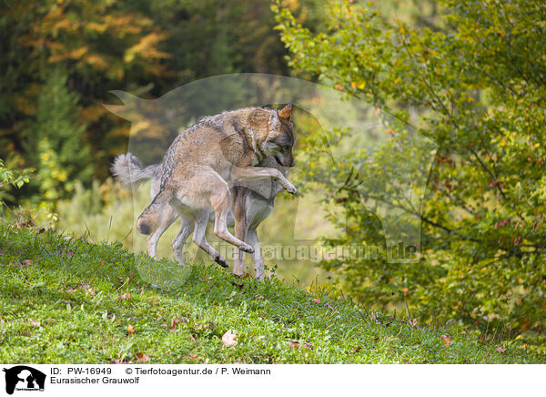 Eurasischer Grauwolf / eurasian greywolf / PW-16949