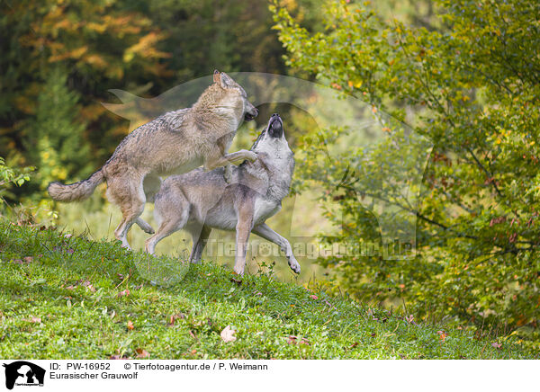 Eurasischer Grauwolf / PW-16952