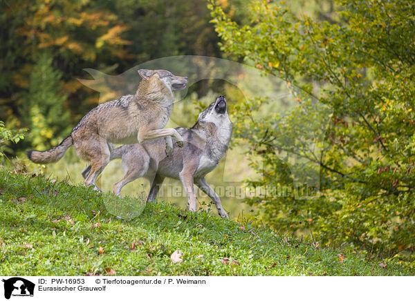 Eurasischer Grauwolf / PW-16953
