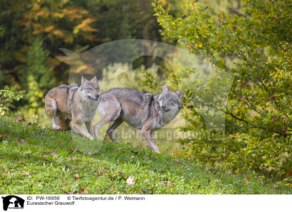 Eurasischer Grauwolf / eurasian greywolf / PW-16956