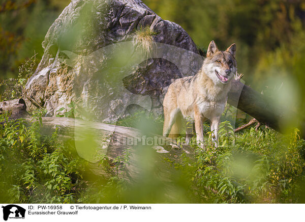 Eurasischer Grauwolf / PW-16958