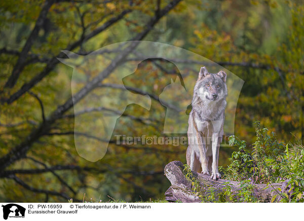 Eurasischer Grauwolf / PW-16959