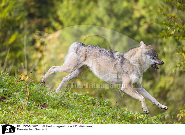 Eurasischer Grauwolf / eurasian greywolf / PW-16962