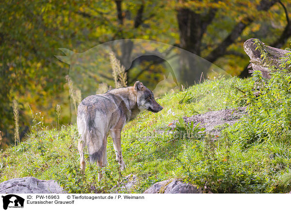 Eurasischer Grauwolf / eurasian greywolf / PW-16963