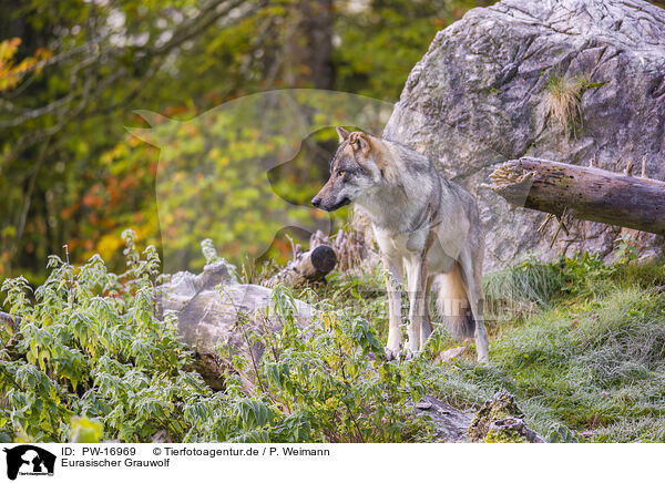Eurasischer Grauwolf / PW-16969