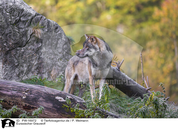 Eurasischer Grauwolf / eurasian greywolf / PW-16972