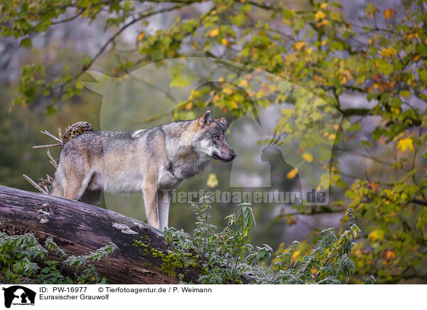 Eurasischer Grauwolf / PW-16977