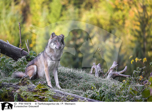 Eurasischer Grauwolf / PW-16978