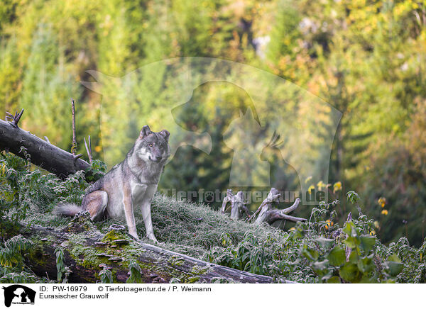 Eurasischer Grauwolf / eurasian greywolf / PW-16979